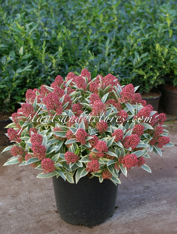 Skimmia japonica ‘Magic Marlot’