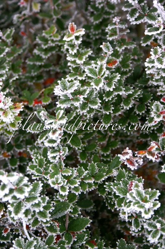 Berberis darwinii
