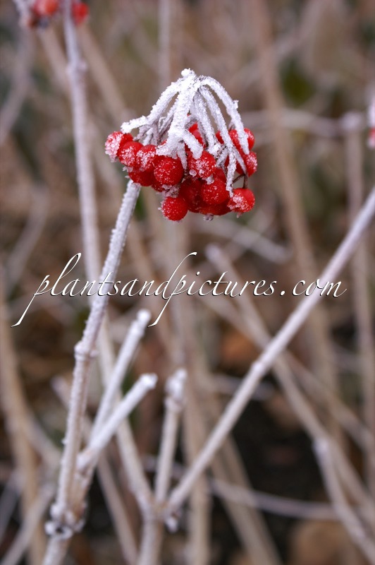 Viburnum opulus ‘Notcutt’s Variety’