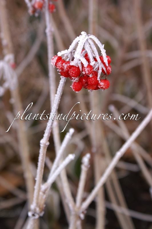 Viburnum opulus ‘Notcutt’s Variety’