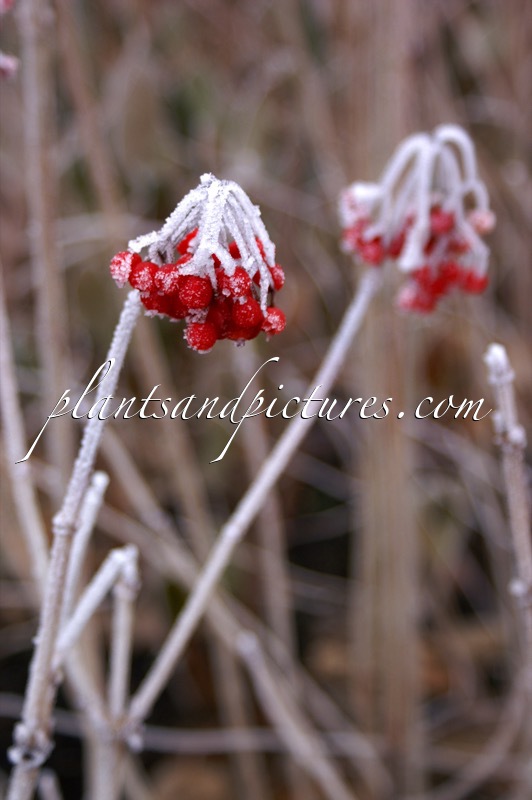 Viburnum opulus ‘Notcutt’s Variety’