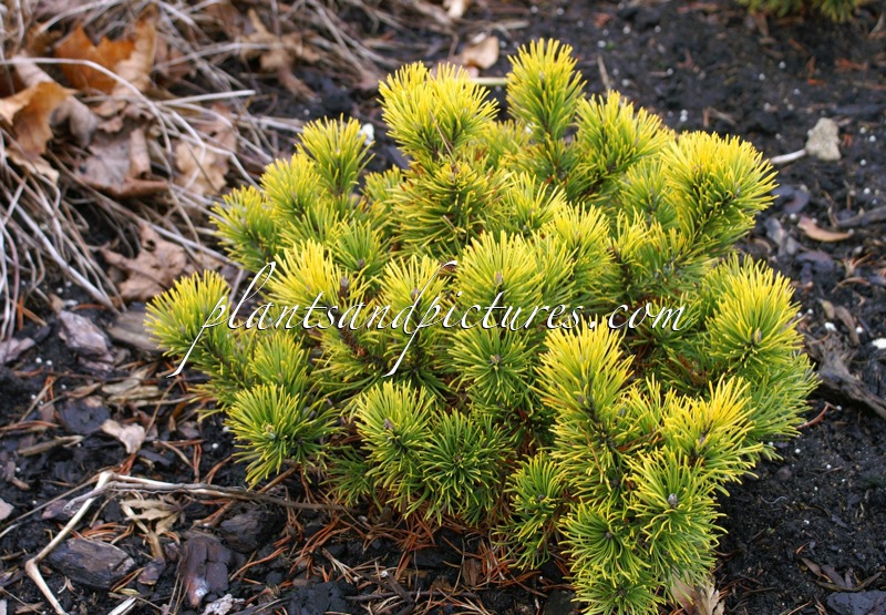 Pinus mugo ‘Carsten’