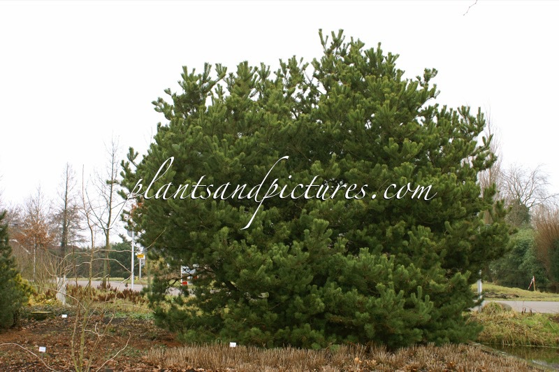 Pinus contorta var. latifolia