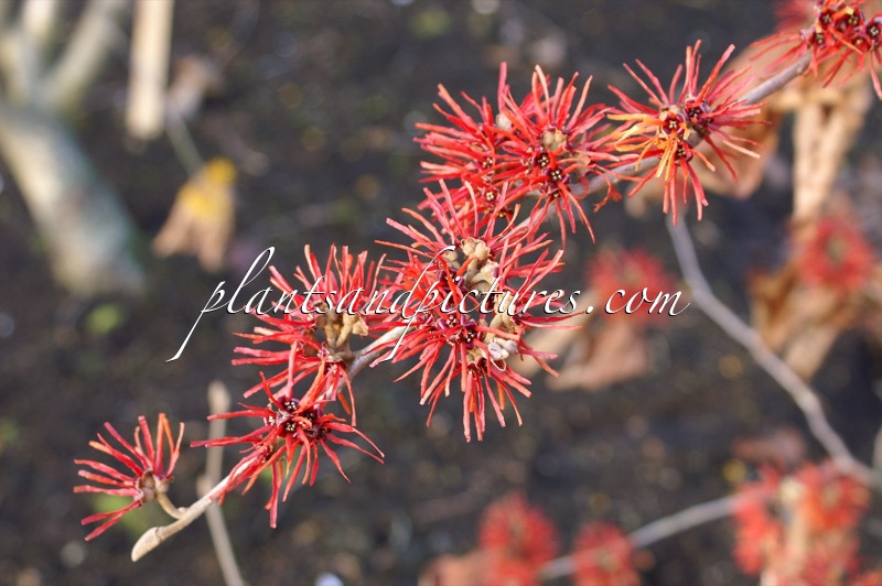Hamamelis intermedia ‘Twilight’