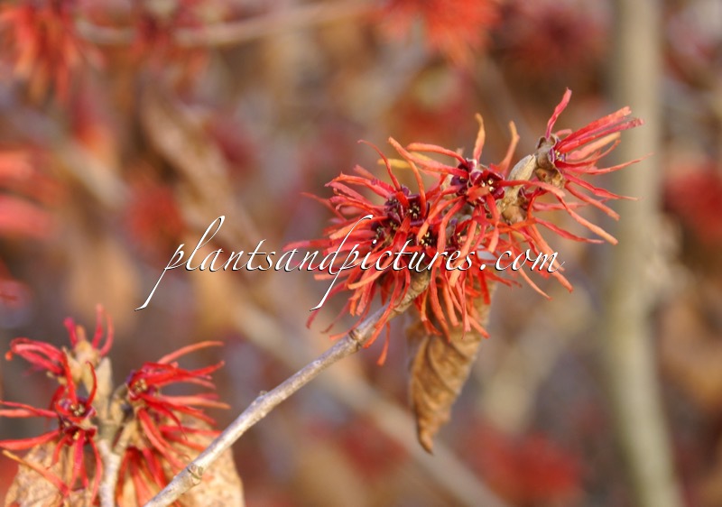 Hamamelis intermedia ‘Twilight’