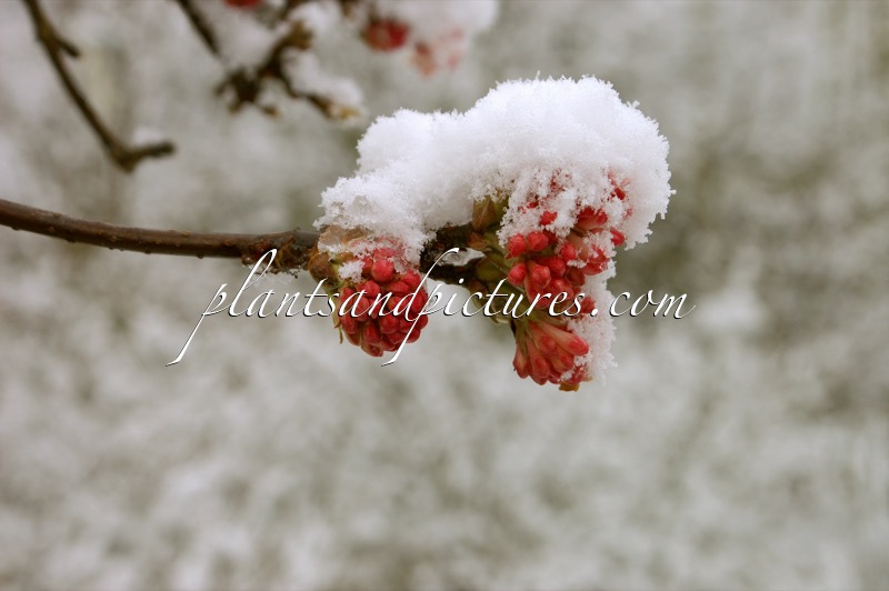 Viburnum bodnantense ‘Charles Lamont’