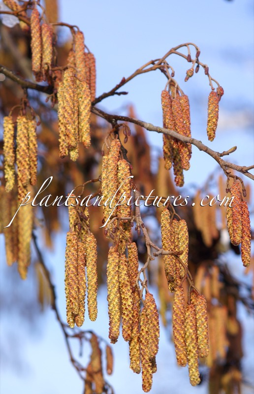 Alnus glutinosa
