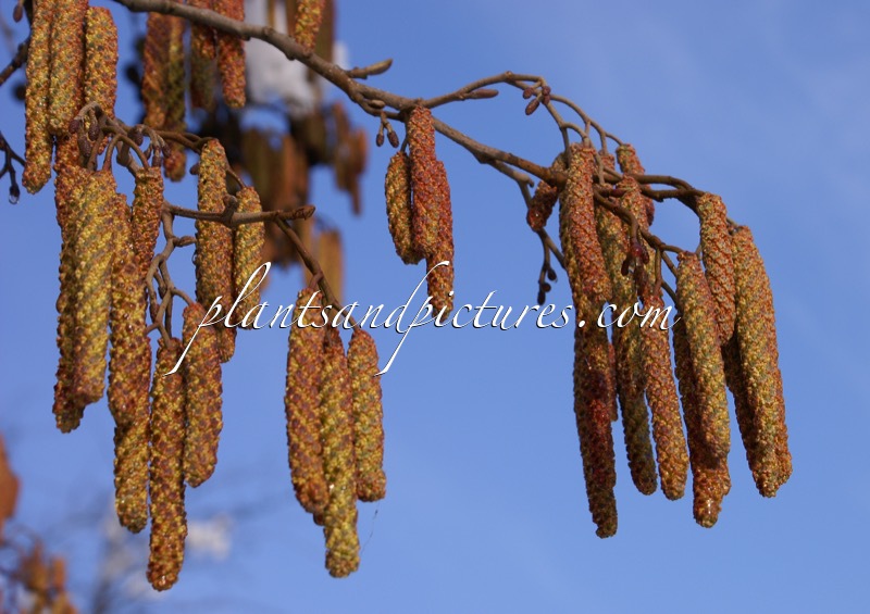 Alnus glutinosa