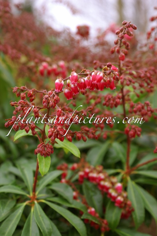 Pieris japonica ‘Passion’