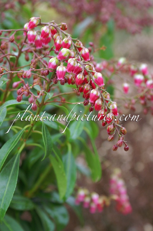 Pieris japonica ‘Passion’