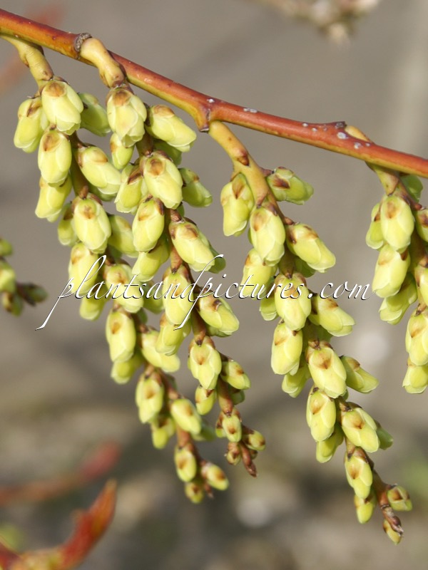 Stachyurus himalaicus ‘Slender Lady’
