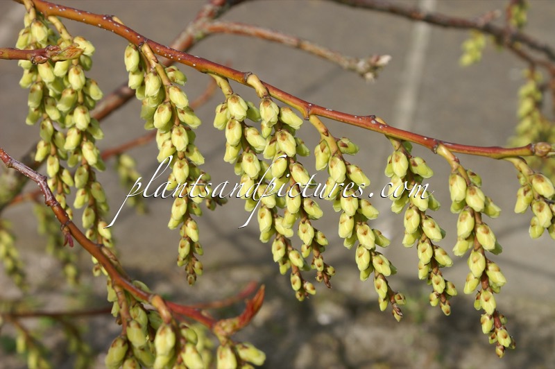 Stachyurus himalaicus ‘Slender Lady’