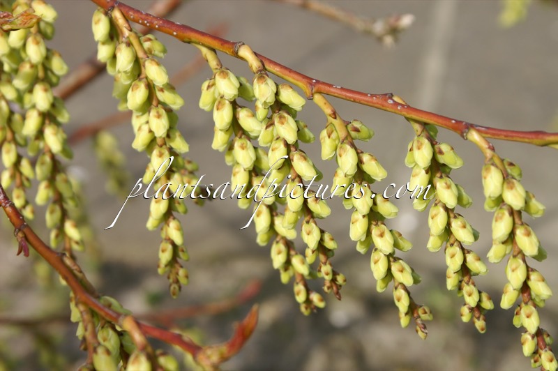 Stachyurus himalaicus ‘Slender Lady’