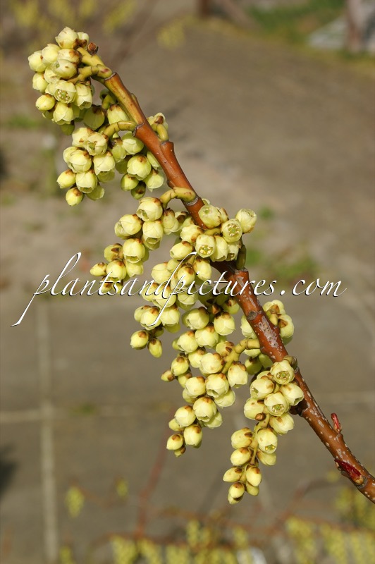 Stachyurus praecox var. matsuzakii