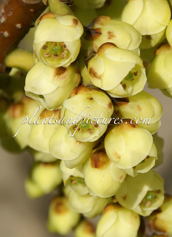 Stachyurus praecox var. matsuzakii