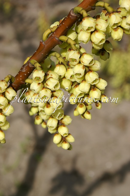 Stachyurus praecox var. matsuzakii