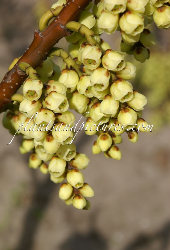 Stachyurus praecox var. matsuzakii