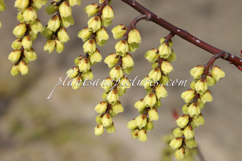 Stachyurus chinensis ‘Wonderful Image’