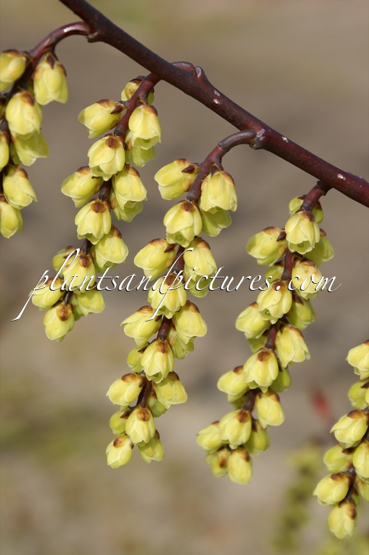 Stachyurus chinensis ‘Wonderful Image’
