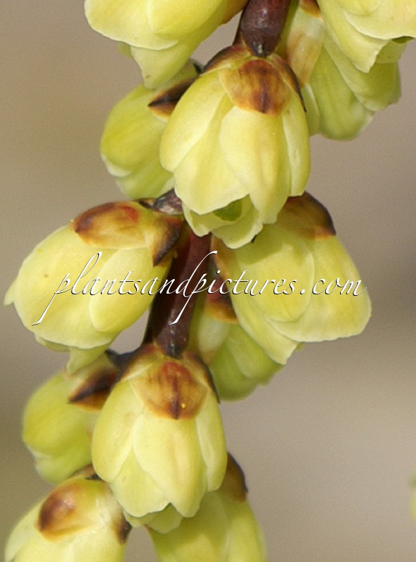 Stachyurus chinensis ‘Wonderful Image’