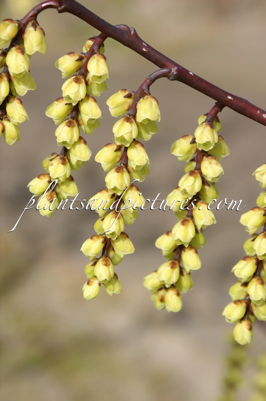 Stachyurus chinensis ‘Wonderful Image’