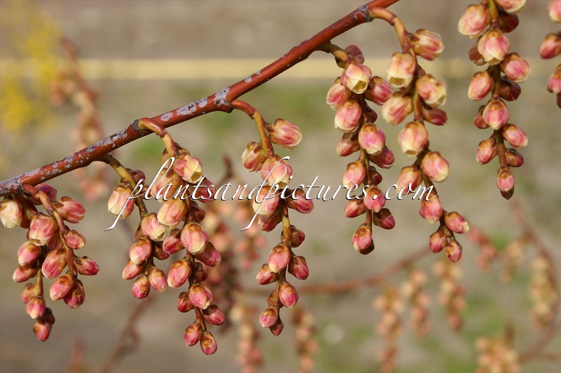 Stachyurus praecox ‘Rubriflorus’