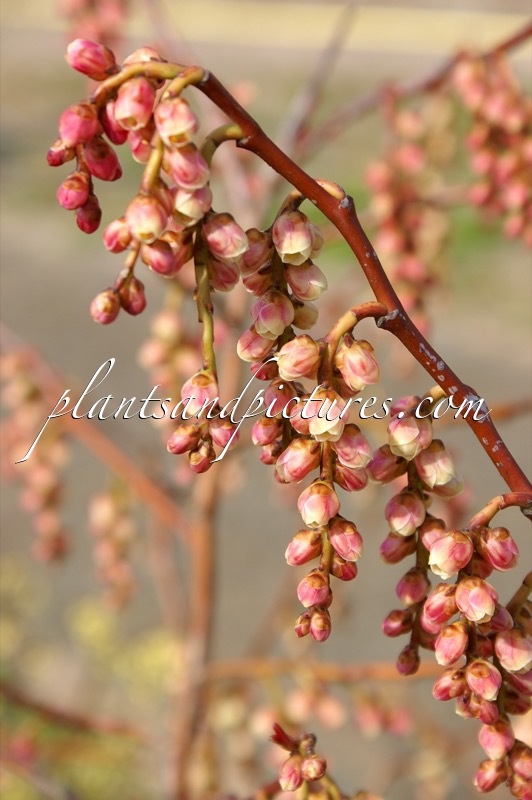 Stachyurus praecox ‘Rubriflorus’