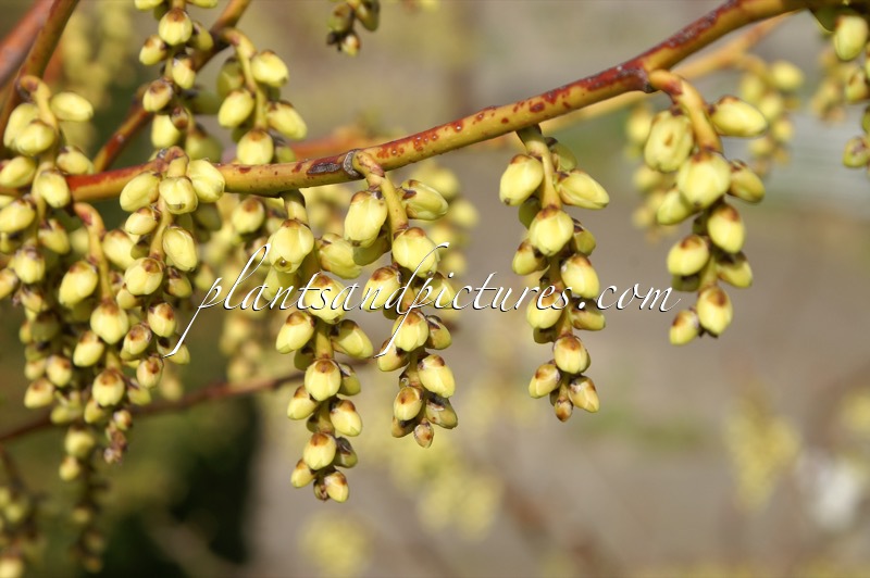 Stachyurus himalaicus