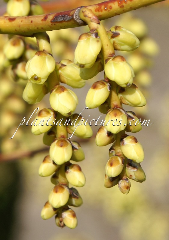 Stachyurus himalaicus