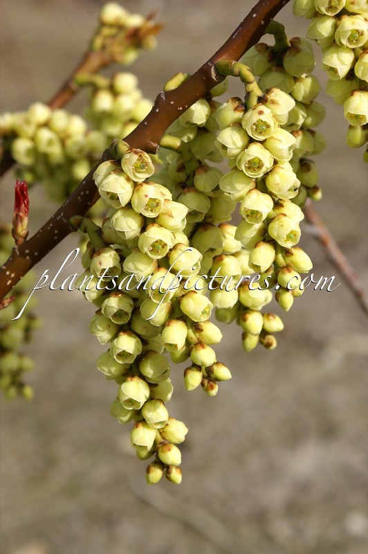 Stachyurus praecox var. matsuzakii