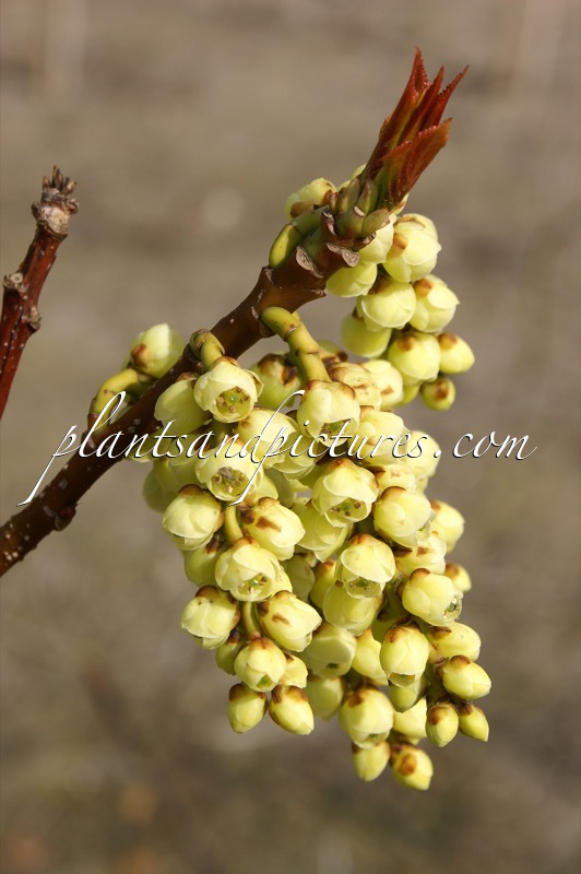 Stachyurus praecox var. matsuzakii