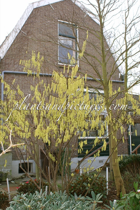Stachyurus praecox ‘Petra’