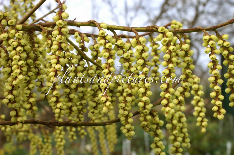 Stachyurus praecox ‘Petra’