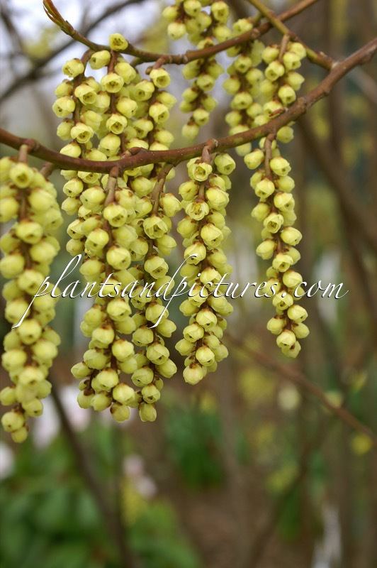 Stachyurus praecox ‘Petra’
