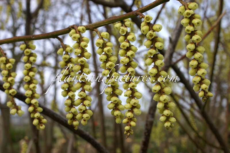 Stachyurus praecox ‘Petra’