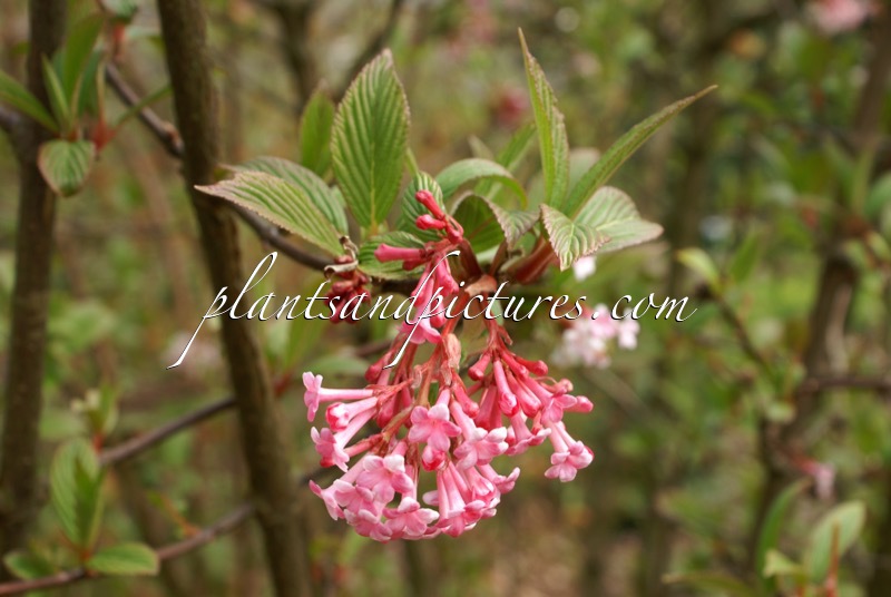 Viburnum bodnantense ‘Dawn’