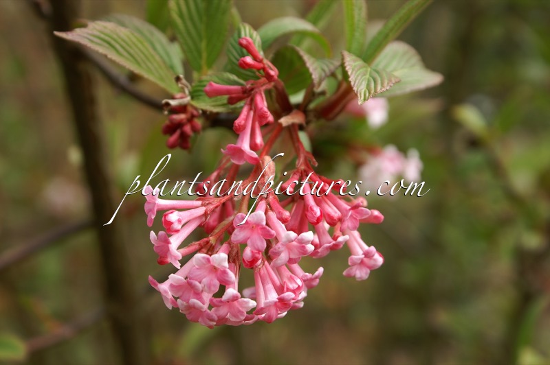 Viburnum bodnantense ‘Dawn’