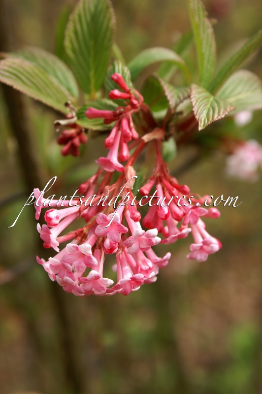 Viburnum bodnantense ‘Dawn’