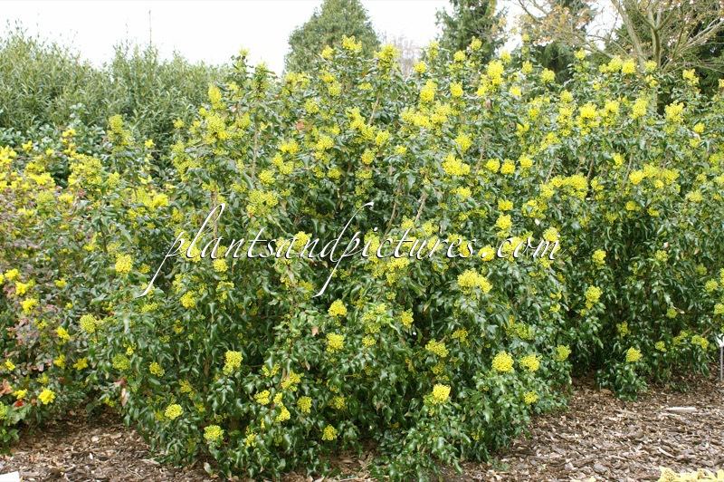 Mahonia aquifolium ‘Undulata’