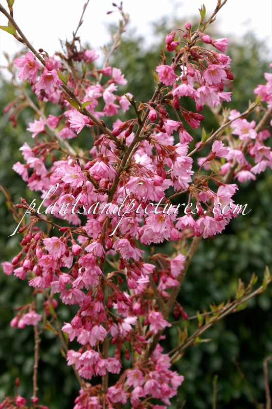 Prunus subhirtella ‘Fukubana’