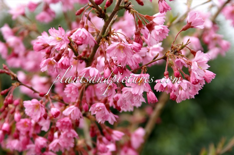 Prunus subhirtella ‘Fukubana’