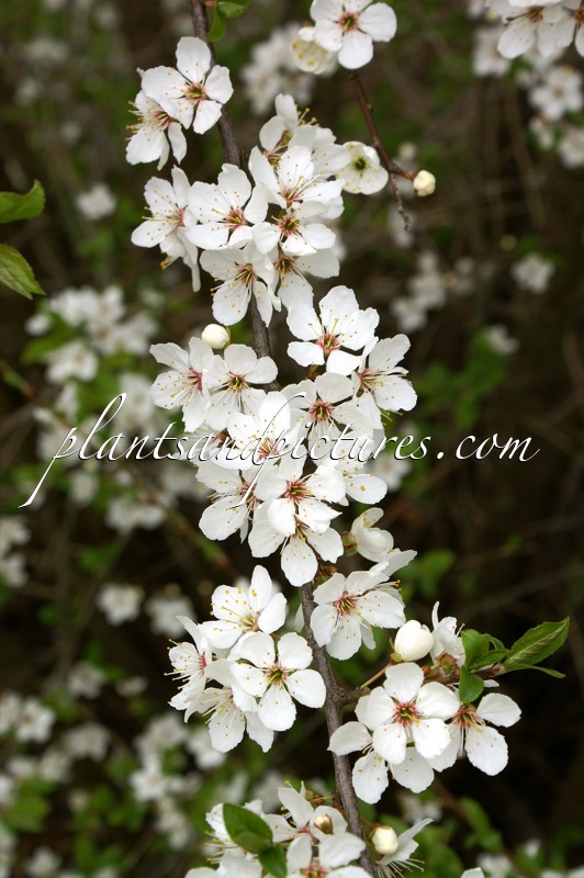 Prunus tenella ‘Fire Hill’