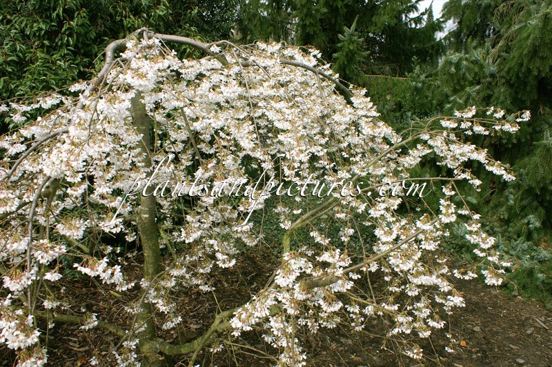 Prunus yedoensis ‘Ivensii’