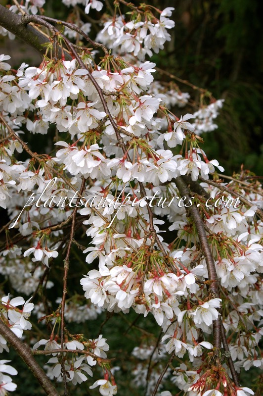 Prunus yedoensis ‘Ivensii’