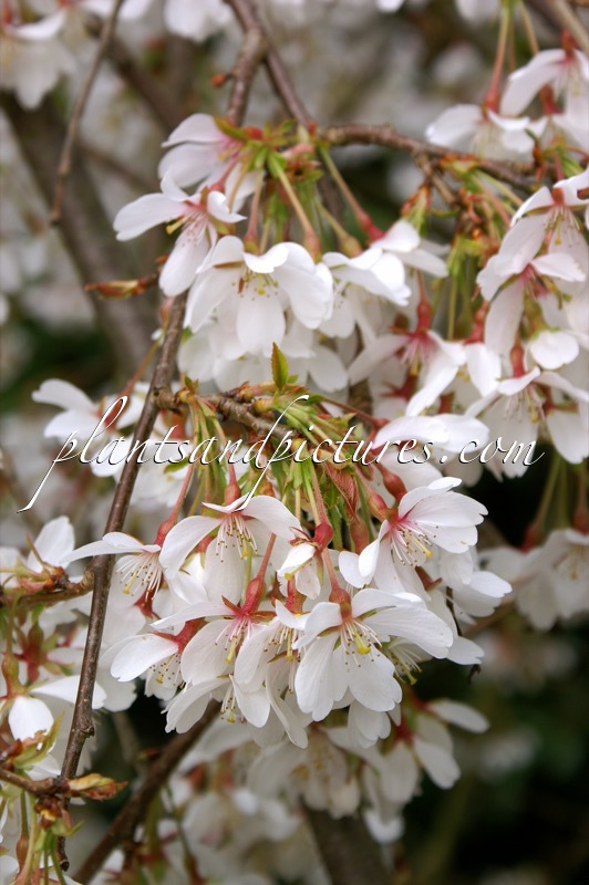 Prunus yedoensis ‘Ivensii’