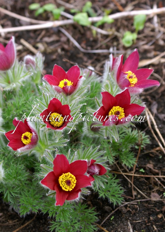 Pulsatilla vulgaris ‘Röde Klokke’