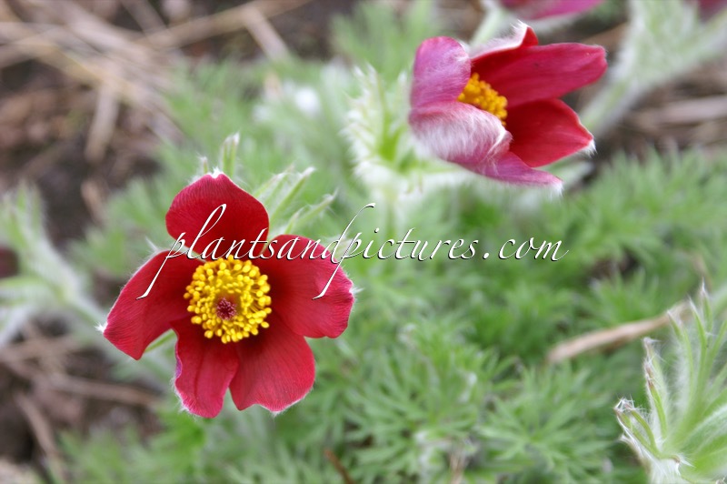 Pulsatilla vulgaris ‘Röde Klokke’