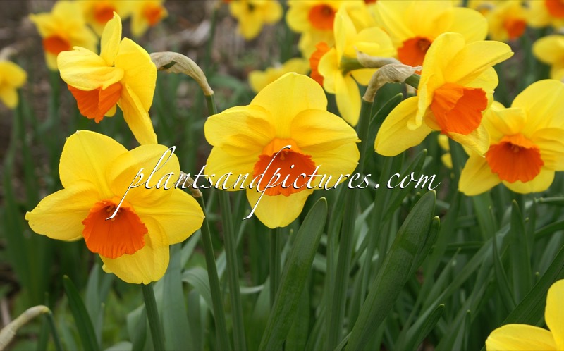 Narcissus ‘Serola’