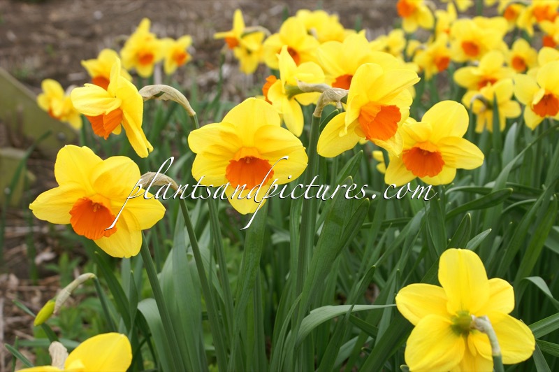 Narcissus ‘Serola’