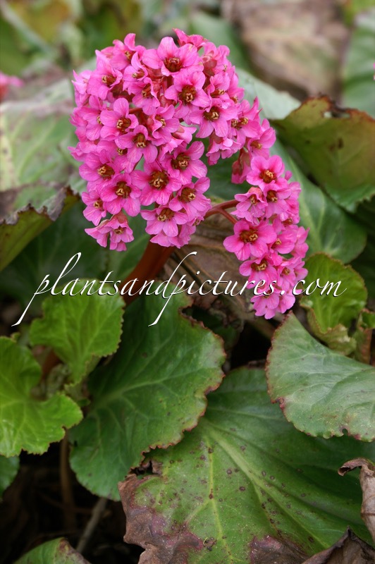Bergenia ‘Morgenröte’